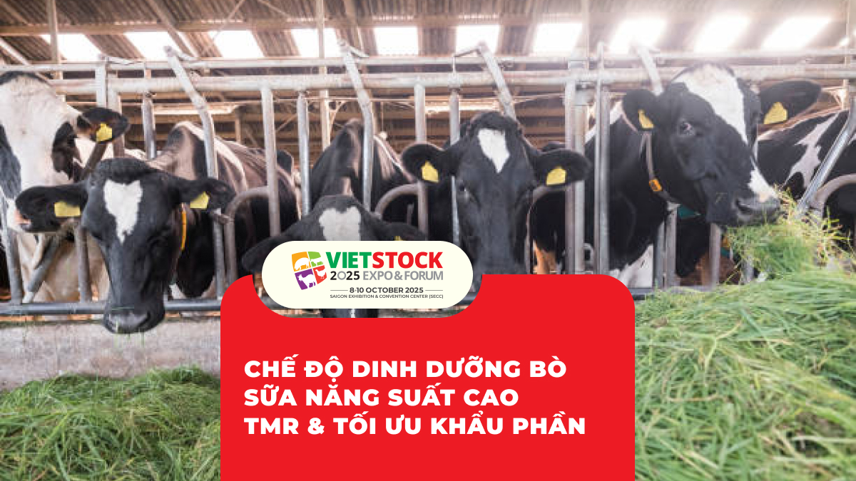 Chế Độ Dinh Dưỡng Bò Sữa Năng Suất Cao TMR & Tối Ưu Khẩu Phần